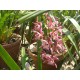 Orchids (cymbidium)
